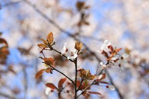 20200316花の森公園桜2