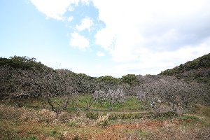 20200316花の森公園桜