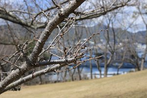 20200316干尽公園桜