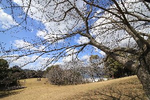 20200316干尽公園桜2