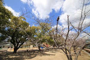 令和2年3月16日佐世保公園の写真2