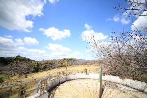 20200316天神公園桜