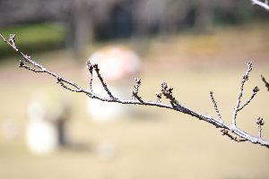 20200316天神公園桜2