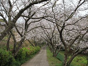 20200330花の森公園