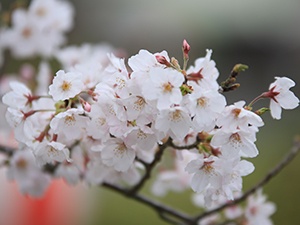 令和2年3月30日牧の岳の写真