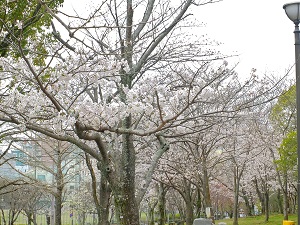 20210322中央公園桜