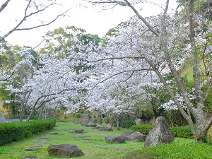 20210322大悲観桜