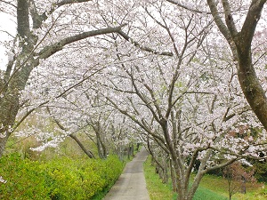 20210322花の森桜