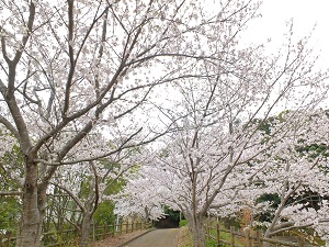 20210322東公園桜