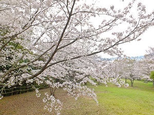 20210322干尽公園桜