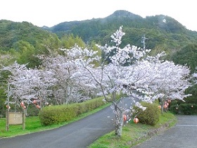 2021322牧の岳桜3