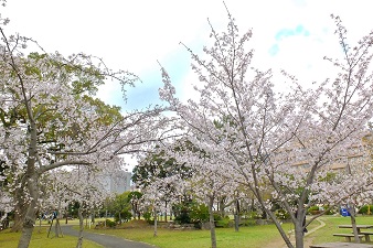 20210322佐世保公園桜