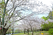 20210331中央公園桜