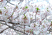 20210331中央公園桜２