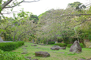 20210331大悲観公園桜