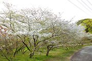 20210331花の森公園桜