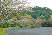 20210331牧の岳公園桜