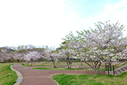 20210331天神公園桜