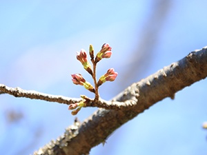 20200323中央公園桜2