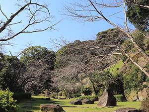 20200323大悲観公園桜1