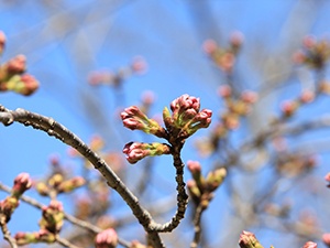 20200323大悲観公園桜2