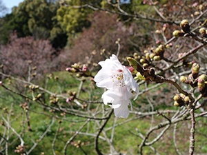 20200323花の森公園桜2
