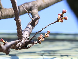 20200323東公園桜2