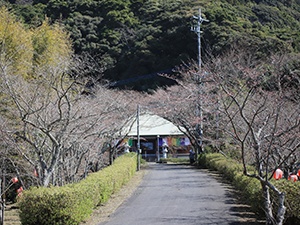 20200323牧の岳公園桜1