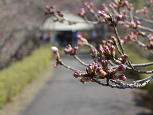 20200323牧の岳公園桜2