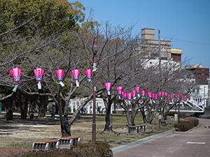 20200323佐世保公園桜1