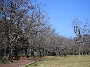 20200323天神公園桜1