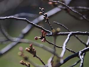 20200323天神公園桜2