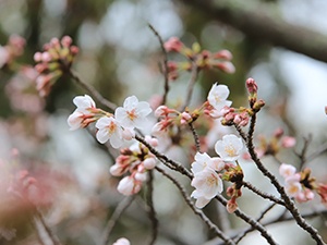 令和2年3月26日中央公園桜2