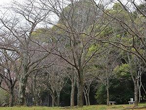 令和2年3月26日中央公園桜