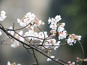 令和2年3月26日大悲観公園桜2