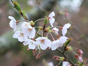 令和2年3月26日花の森公園桜2