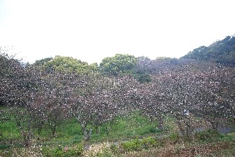 令和2年3月26日花の森桜3