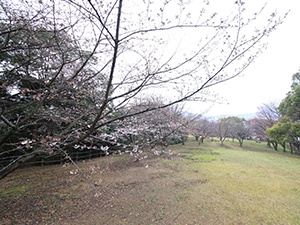 令和2年3月26日干尽公園桜