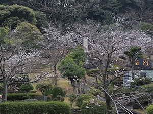 令和2年3月26日東公園桜