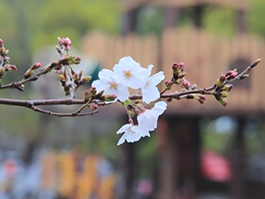 令和2年3月26日佐世保公園桜2