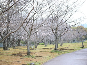 令和2年3月26日天神公園桜