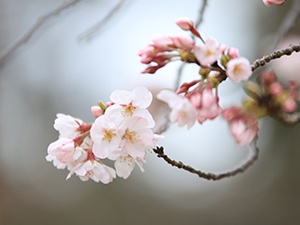 令和2年3月26日天神公園桜2