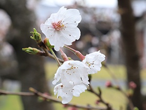 令和2年3月26日東公園桜2