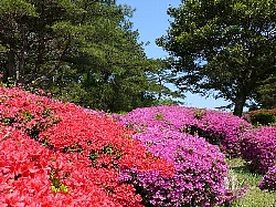 冷水岳園地（くるめつつじ）