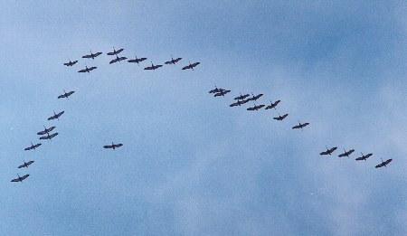 石岳展望台上空をとぶマナヅル