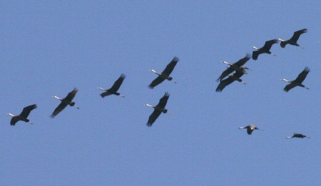 石岳展望台上空をとぶナベヅル