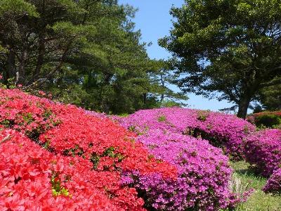 冷水岳園地（クルメツツジ）