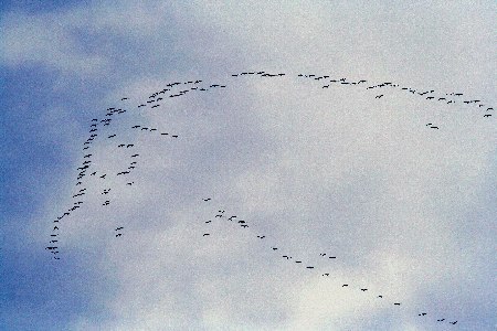 石岳展望台上空をとぶツル