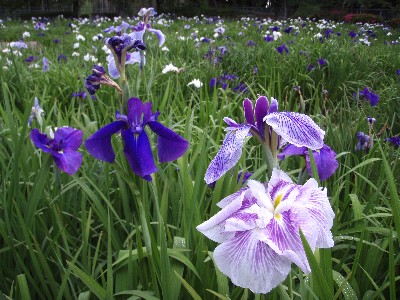 天神公園（ハナショウブ）