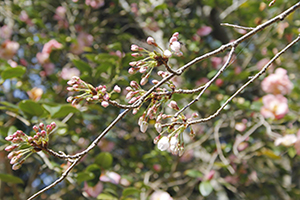 20220324佐世保公園桜アップ